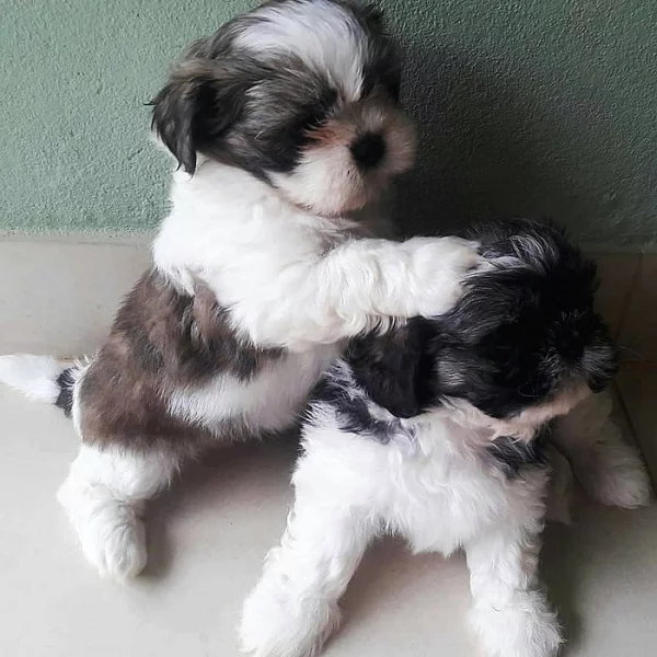 čistokrevná  Shih-tzu štěňátka